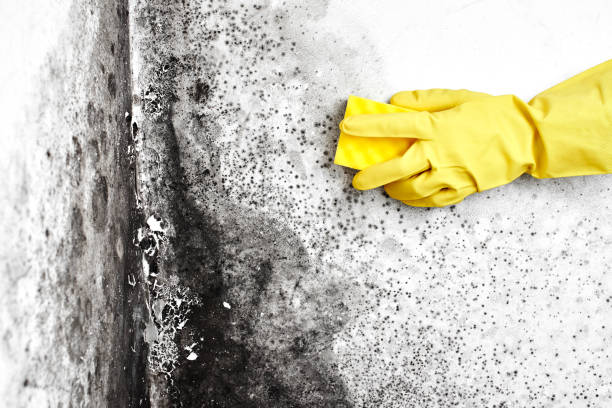 Mold Removal Process in Niles, MI