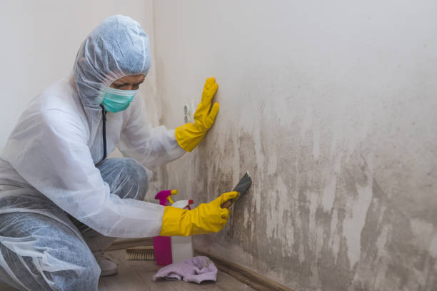 Office Mold Removal Services in Niles, MI
